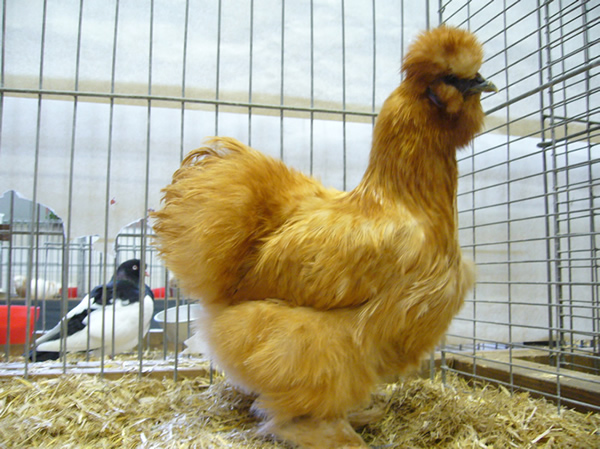 Seidenhuhn gelb